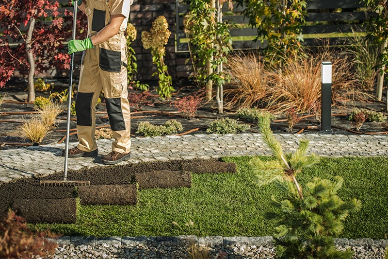 Landscaping contractor laying down new sod